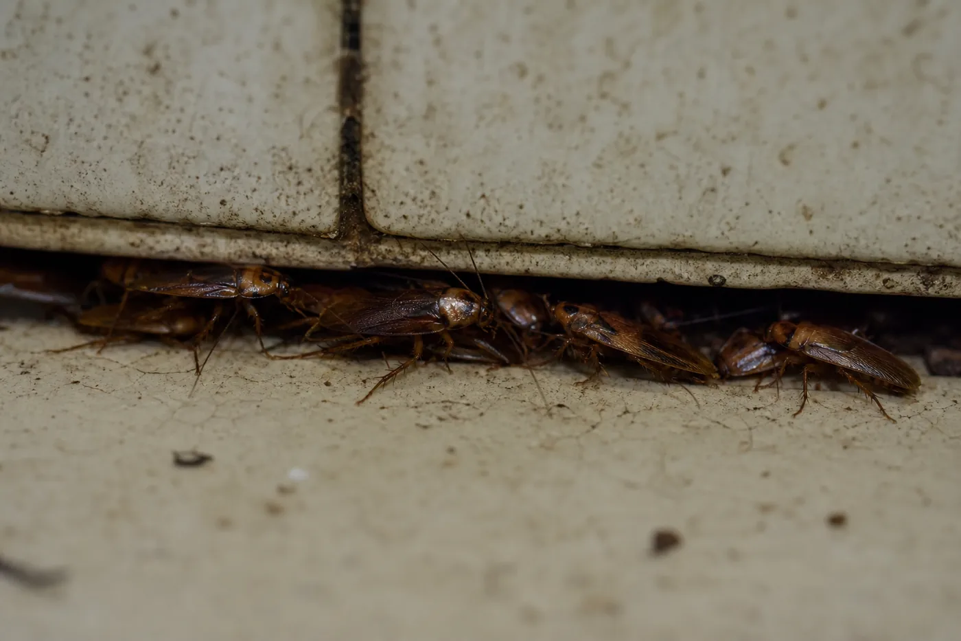 Cucarachas en Mollet del Vallès