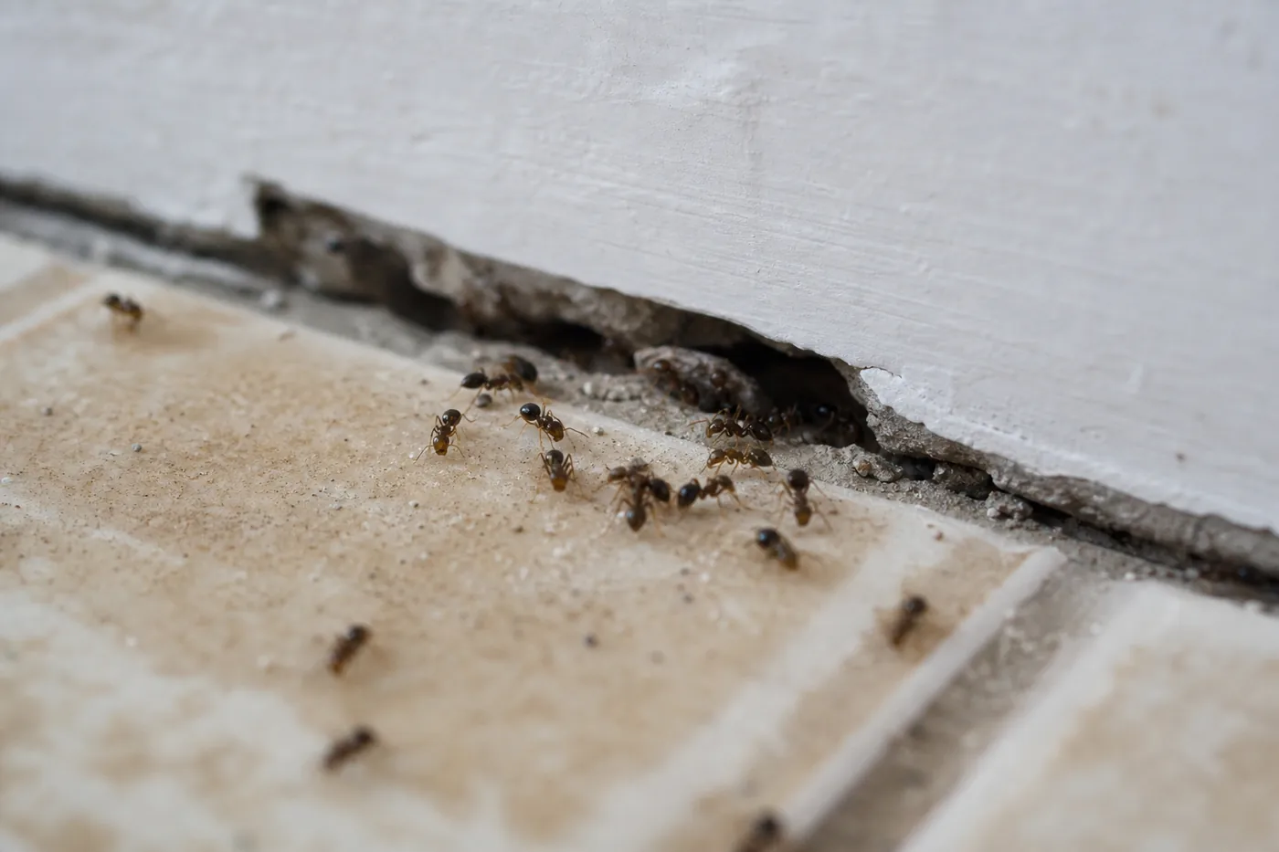 Hormigas en Mollet del Vallès