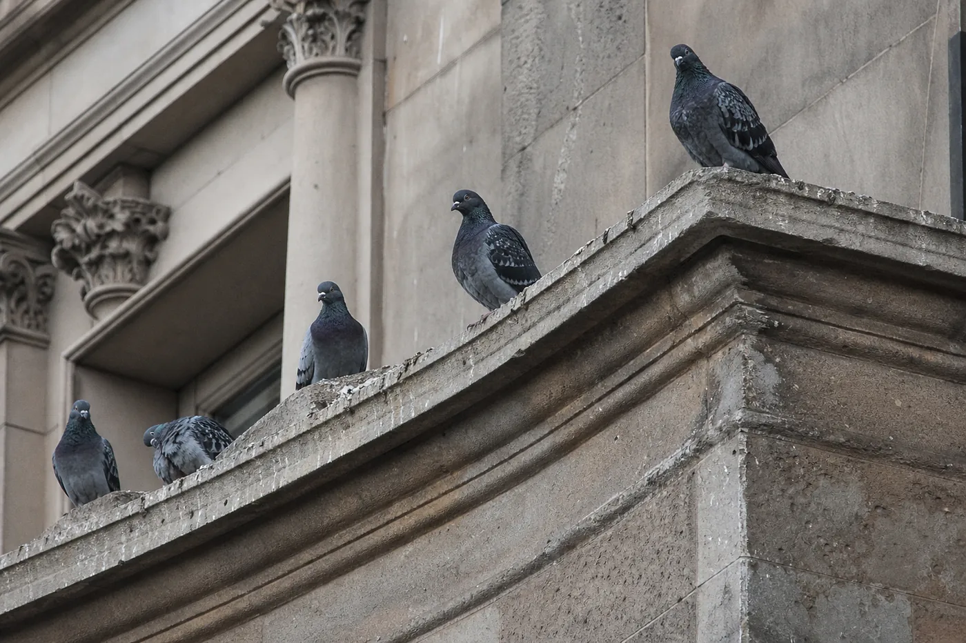 Control de aves en Mollet del Vallès