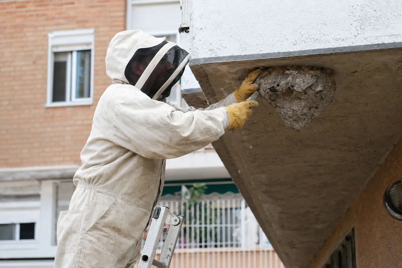 Abejas y enjambres en Mollet del Vallès
