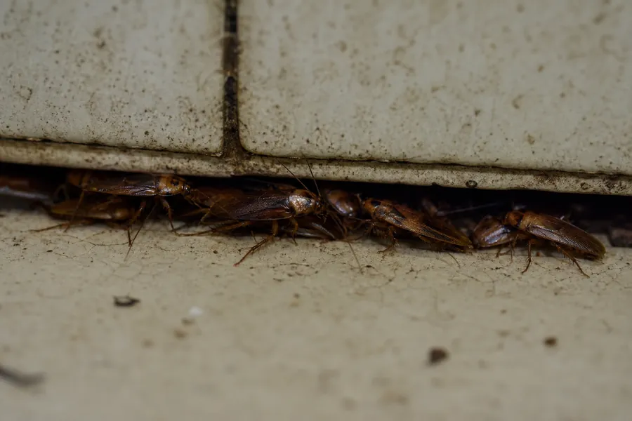 Cucarachas en el baño aunque limpio mucho: ¿por qué?