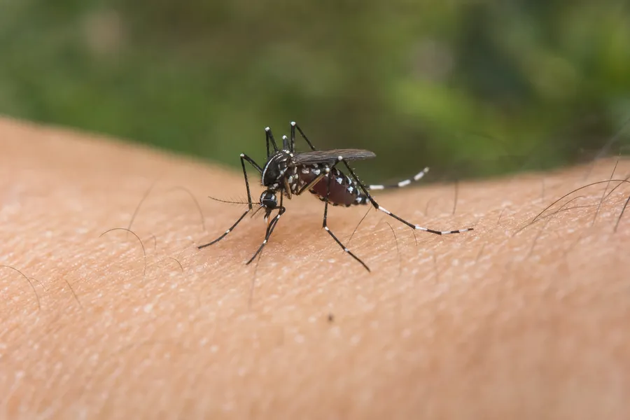 Tratamiento de mosquitos en Mollet del Vallès — Fumigaciones Mollet