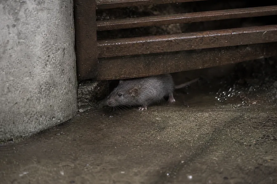 He visto una rata en el patio: pasos a seguir